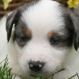 Boy 1 - Blue merle male Miniature Australian Shepherd puppy in Fairview, South Dakota from Dakota Toy Aussies