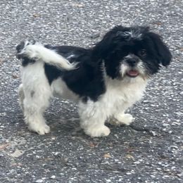 Lil Bit - Black and white male Shih Tzu puppy in Lexington, North Carolina from SCS Shih Tzus