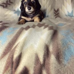 Dachshund Puppies from Rustic Dachshunds