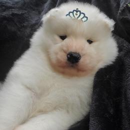 Samoyed Puppies from Limelight Samoyeds