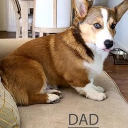 Pembroke Welsh Corgis from HB Corgi Ranch