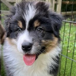 Boy 1 - Australian Shepherd puppy in Wheaton, Illinois from Patsy Heaven