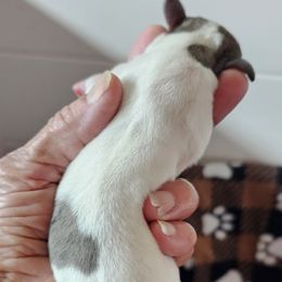 Stuffing - Piebald Dachshund puppy in Sarasota County, Florida from Donna's Mini Joys