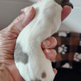Stuffing - Piebald Dachshund puppy in Sarasota County, Florida from Donna's Mini Joys