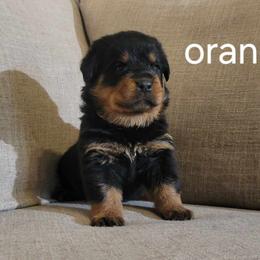 Rottweiler Puppies from Familienwachter Rottweilers