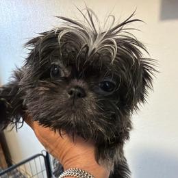 Tiny Tina - Blue female Shih Tzu puppy in Victorville, California from RUMBLE n TUMBLE