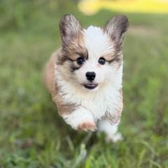 Olive (Magnolia) - Red female Pembroke Welsh Corgi puppy in Fairchild, Wisconsin from Reigning Corgis