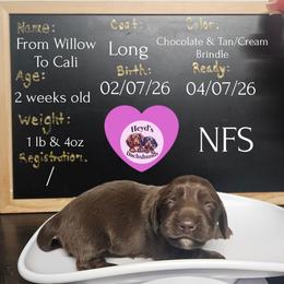 Willow - Chocolate and cream female Dachshund puppy in Hoquiam, Washington from Heyd's Mini Dachshunds