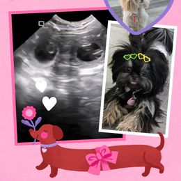Shih Tzu puppies from 🩷CHAFFINO ADORABLE SHIH TZUS