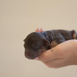 Espresso - Black and tan male Cavapoo puppy in Perkasie, Pennsylvania from Little Paws by Harper
