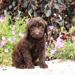 Yellow - Chocolate female Australian Labradoodle puppy in Williamstown, New York from Lewis Manor Labradoodles