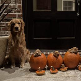 Golden Retriever Puppies from Lyons Golden Retrievers