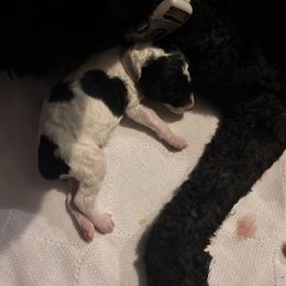 Poodle Puppies from KG Poodle Haus