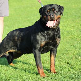 Xena - Rottweiler