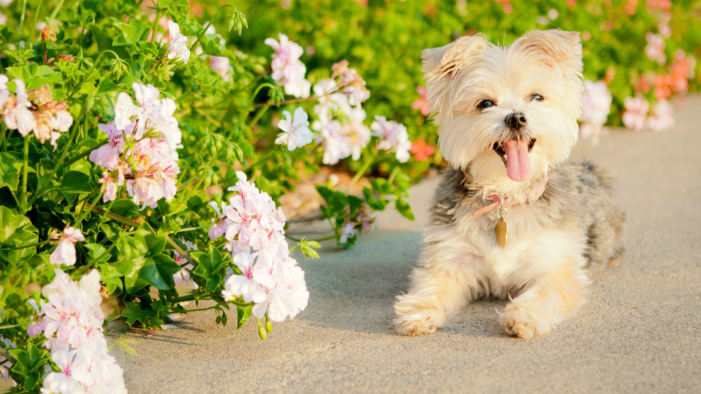 Morkie sales dog breeders