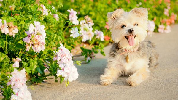 Find Morkie puppies for sale near Woodland Hills, CA