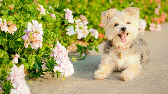 Morkie