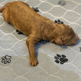 Red - Red phantom male Aussiedoodle puppy in High Point, North Carolina from Kingsfield Doodles