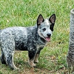 Australian Cattle Dog Puppies from Wood Haven Farm of SC