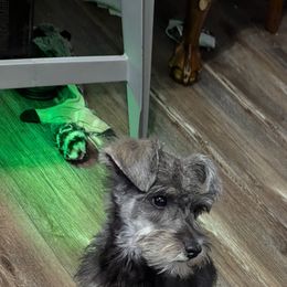 Miniature Schnauzer Puppies from Black Star Farm