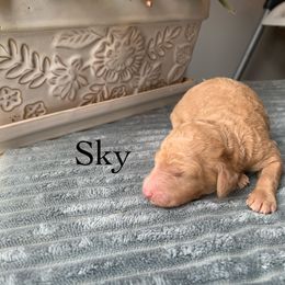 Sky - Apricot Poodle puppy in Toone, Tennessee from Big Springs Little Paws Standard Poodles