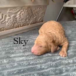 Sky - Apricot Poodle puppy in Toone, Tennessee from Big Springs Little Paws Standard Poodles