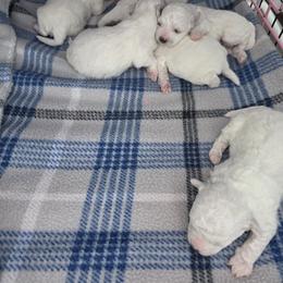 Bichon Frise Puppies from Sweetwaterbichonfriseandpoodles.com