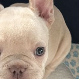 French Bulldogs from Antietam Creek French Bulldogs