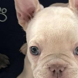 French Bulldogs from Antietam Creek French Bulldogs