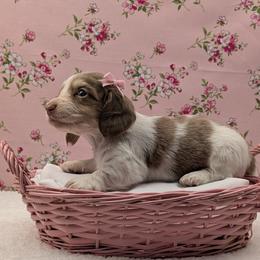 Dachshund Puppies from Hot Diggity Doxies of Dothan