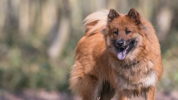 Find Eurasier puppies for sale