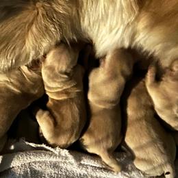 Boy 2 - male Golden Retriever puppy in Kansas City, Missouri from The Ohana Paws