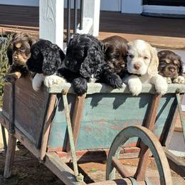 Cocker Spaniel puppies from Suzanne's Cockers