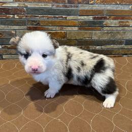 Boy 2 - Blue merle and white male American Corgi puppy in Visalia, California from VIP Stables
