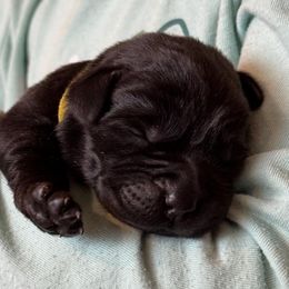 Rusty - Black male Labrador Retriever puppy in Owosso, Michigan from Bennington Retrievers