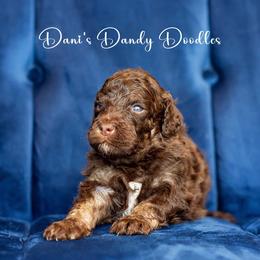 Aussiedoodle Puppies from Dani's Dandy Doodles