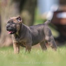 Carmella - Gray and fawn female Cane Corso puppy in Cable, Ohio from Americana Cane Corso