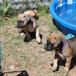American Pit Bull Terrier Puppies from Mythos K9s