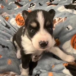 Sheldon - Black and white male Pomsky puppy in Cumberland County, Pennsylvania from M&L Pomskies