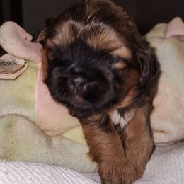 Queen Lisibet Elizabeth Witt - Red and tan female Shih Tzu puppy in Chapel Hill, North Carolina from A Handful of Love Breeders.LLC