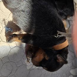 Mr. Brown Collar - Black and mahogany male Rottweiler puppy in Clarksburg, West Virginia from Vom Peiffley Rottweilers, LLC