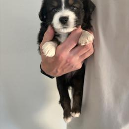 Frosty - Black tri male Miniature Australian Shepherd puppy in Weatherford, Texas from F & T Aussies