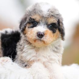 Molly - Merle female Bernedoodle puppy in Spokane, Washington from Lilac City Doodles