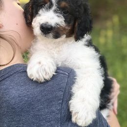 Coral - Tri-color female Bernedoodle puppy in Lancaster, Pennsylvania from Homestead Bernedoodles