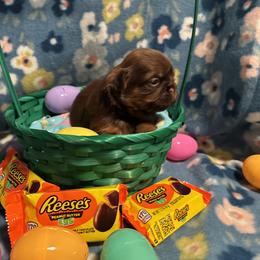 Baxter - Liver male Shih Tzu puppy in Sharon, Pennsylvania from Keystone Danes and Shih tzus