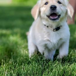 Golden Retriever Puppies from Mountain Sky Goldens