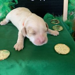 Cockapoo Puppies from Country J Canines