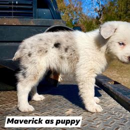 Australian Cattle Dog, Australian Shepherd, Companion Cross, and Miniature Australian Shepherd Puppies from MK Aussies