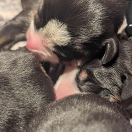 Boy 6 - Black, white and red male Greater Swiss Mountain Dog puppy in Hockessin, Delaware from Simply Swissies