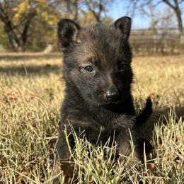 Rocky (Black Collar) - Black male German Shepherd puppy in Bartlesville, Oklahoma from Guardian Working Shepherds